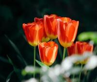 Shazam在iOS上获得了新的UI、Mac和Chromebook浏览器工具