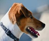 跑步不伤膝的法方